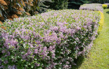 Şırınga Meyeri Green Hedge Doku Geçmişi, Kore Leylağı veya Cüce Leylak Çiçekleri Şablonu, Yeşil Violet Bitki Duvar Mokikatı, Leylak Çalı, Kokulu Mor Çiçekler