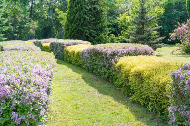 Syringa Meyeri Green Hedge Texture Background, Korean Lilac or Dwarf Lilac Flowers Pattern, Green Violet Plant Wall Mockup, Lilac Bush, Hedge with Fragrant Purple Flowers clipart