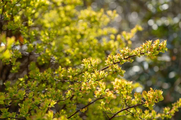 Bahar Dalı, Genç Ağaç Yaprakları Görüntü Arkaplanında, Yeni Yeşil Yapraklarla Bahar Dalı, Genç Yapraklar, Seçici Odaklanma