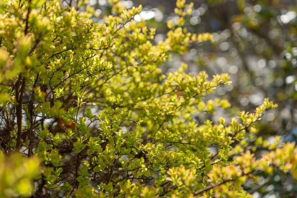 Bahar Dalı, Genç Ağaç Yaprakları Görüntü Arkaplanında, Yeni Yeşil Yapraklarla Bahar Dalı, Genç Yapraklar, Seçici Odaklanma