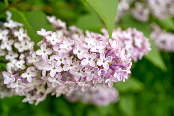 Leylak Çiçeği Şubesi Kapanışı, Bahar Çiçeğinin Macro Fotoğrafı, Açık Mor Leylak Çiçekleri, Bulanık Arkaplan, Seçici Odaklanma