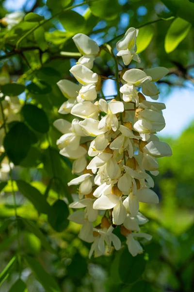 Beyaz Akasya Çiçekleri, Çiçek açan Robinia Pseudoacia, Sahte Akasya veya Siyah Çekirge Ağacı Çiçekleri