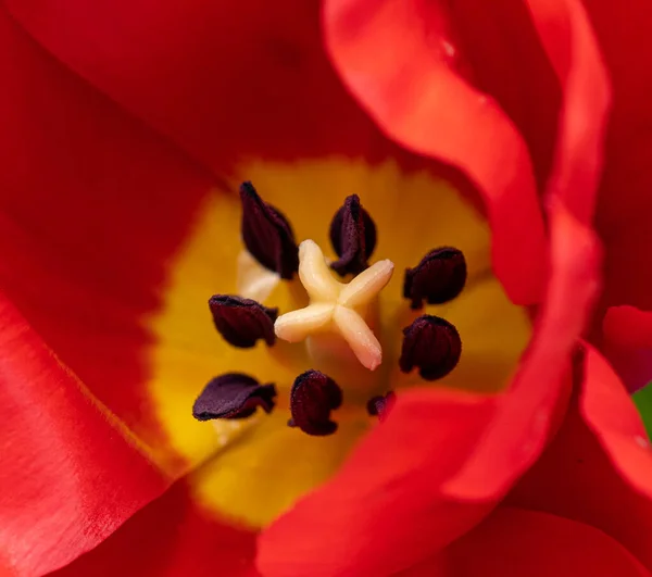 Makro Kırmızı Lale Çiçeği Bahar Lale Çiçekleri Kızıl Çiçek Yatağı — Stok fotoğraf