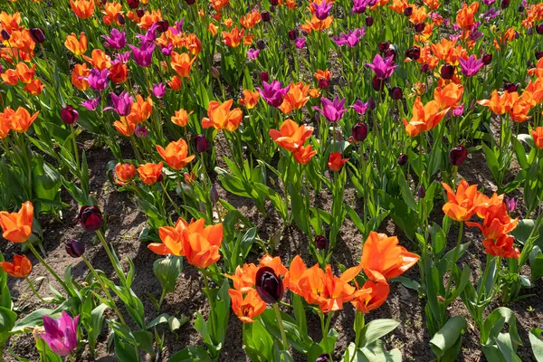 Kırmızı laleler, Bahar Tulipa Çiçekleri, Yeşil Pembe Mor Çiçek Yatağı, Renkli Lale Yaprakları ve Buds