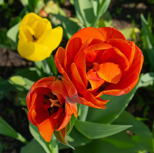 Tulipas Vermelhas Livre Flores Tulipa Primavera Cama Flores Escarlate Verde — Fotografia de Stock