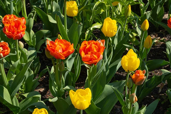 stock image Red Yellow Tulips Outdoor, Spring Tulipa Flowers, Green Scarlet Flowerbed, Color Tulip Petals and Buds