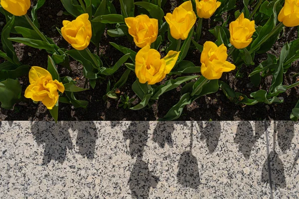 采购产品黄色郁金香外面的门 春天郁金香花花坛 阳光金色郁金香花瓣和芽 复制空间 — 图库照片