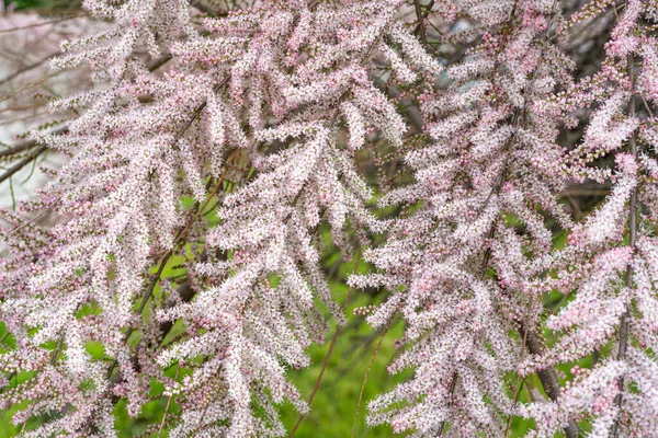 Tamarix Flowers Pink Tamarisk Closeup Flowering Tree Salt Cedar Tree — Stock Photo, Image