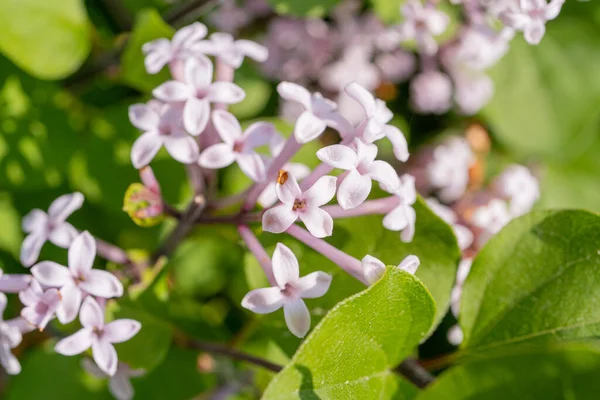 stock image Syringa Meyeri Flowers Closeup, Green Hedge Palibin Plant Texture, Flowers and Leaves Wallpaper, Foliage Pattern, Lilac Bush with Fragrant Purple Flowers, Blurred Background