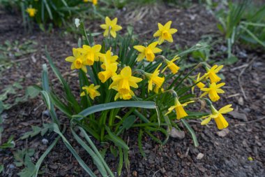 Nergis Çiçekleri Kapalı, Sarı Narsisli, Seçici Odaklı İlkbahar Çiçekleri, Makro Fotoğraf Narcissus Yaprakları ve Tomurcukları
