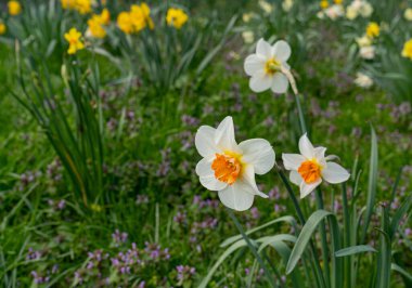 Nergis Çiçekleri Kapalı, Beyaz Narsisli, Seçici Odaklı İlkbahar Çiçekleri, Macro Fotoğraf Narcissus Yaprakları ve Tomurcukları
