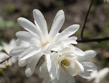 Çiçekli Magnolia Stellata, Kobus 'un Bahar Beyaz Çiçekleri Seçici Odaklı, Modern Peyzaj Tasarımı için Yıldız Manolya Ağacı