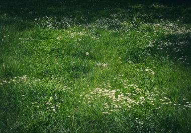 Koyu Yeşil Bahar Çimleri, Doğal Çimen Doku Özellikleri, Park Çimen Tarlası Şablonu, Doğal Çayır Sancağı, Kopya Alanı ile Kesilmemiş Bahar Çim Mokikatı