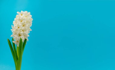 Mavi Arkaplanda Sümbül, Kopya Alanı 'nda Bahar Çiçeği Kapanışı, Güzel Hyacinthus Çiçekleri, Beyaz Sümbül Bayrağı