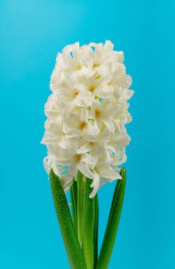 Mavi Arkaplanda Sümbül, Kopya Alanı 'nda Bahar Çiçeği Kapanışı, Güzel Hyacinthus Çiçekleri, Beyaz Sümbül Bayrağı