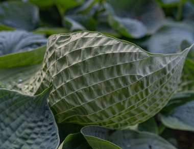 Hosta Yaprak Doku Geçmişi, Ev Sahipleri Yaprak Doğa Şablonu, Funkia, Büyük Baba Yaprakları, Zambaklar, Sieboldiana Lejyonları Güzel Yapraklar