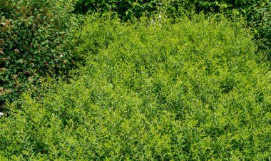 Yeşil Çit Dokuma Arkaplanı, Yapraklar Duvar Kağıdı, Yapraklar Yapraklar Şablonu, Yeşil Santral Duvar Modeli, Doğal Yeşillik Arkaplanı, Metin İçin Alan Çiti