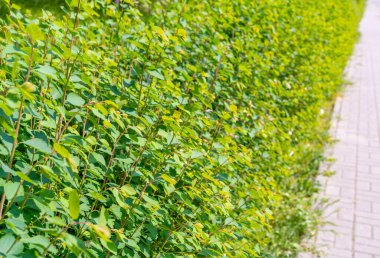 Yeşil Çit Dokuma Arkaplanı, Yapraklar Duvar Kağıdı, Yapraklar Yapraklar Şablonu, Yeşil Santral Duvar Modeli, Doğal Yeşillik Arkaplanı, Metin İçin Alan Çiti