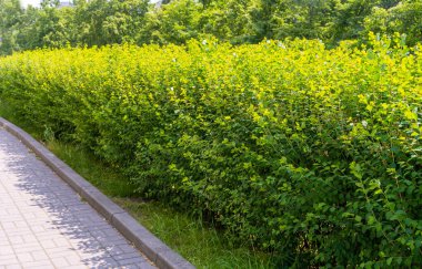 Yeşil Çit Dokuma Arkaplanı, Yapraklar Duvar Kağıdı, Yapraklar Yapraklar Şablonu, Yeşil Santral Duvar Modeli, Doğal Yeşillik Arkaplanı, Metin İçin Alan Çiti