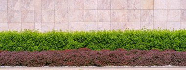 Kırmızı Yeşil Çit Dokuma Arkaplanı, Yapraklar Duvar Kağıdı, Yapraklar Şablonu, Yeşil Santral Duvar Modeli, Doğal Yeşillik Arkaplanı, Metin İçin Alan Çiti