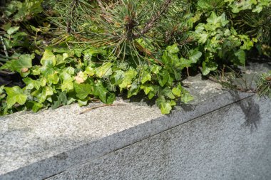 Kırmızı Yeşil Çit Dokuma Arkaplanı, Yapraklar Duvar Kağıdı, Yapraklar Şablonu, Yeşil Santral Duvar Modeli, Doğal Yeşillik Arkaplanı, Metin İçin Alan Çiti