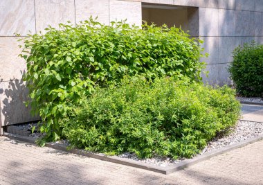 Yeşil Çit Dokuma Arkaplanı, Yapraklar Duvar Kağıdı, Yapraklar Yapraklar Şablonu, Yeşil Santral Duvar Modeli, Doğal Yeşillik Arkaplanı, Metin İçin Alan Çiti