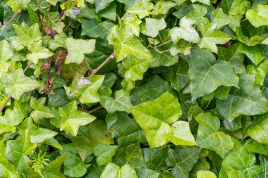 Yemyeşil sarmaşık desenli arka plan, Crepeper Green Hedge, Hedera Helix Duvarı, Sarmaşık Yeşillik deseni, Ivy Halı, Güzel Doğal Sarmaşık Arkaplan