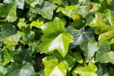 Yemyeşil sarmaşık desenli arka plan, Crepeper Green Hedge, Hedera Helix Duvarı, Sarmaşık Yeşillik deseni, Ivy Halı, Güzel Doğal Sarmaşık Arkaplan