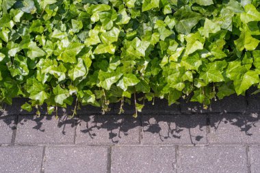 Yemyeşil sarmaşık desenli arka plan, Crepeper Green Hedge, Hedera Helix Duvarı, Sarmaşık Yeşillik deseni, Ivy Halı, Güzel Doğal Sarmaşık Arkaplan