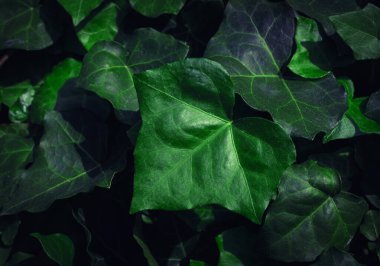 Dark Evening Ivy Doku Geçmişi, Crepeper Green Hedge in Night, Wall of Hedera Helix, Creeper Yeşillik Düzeni, Ivy Halı, Beautiful Natural Ivy Arkaplan