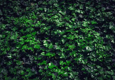 Dark Evening Ivy Doku Geçmişi, Crepeper Green Hedge in Night, Wall of Hedera Helix, Creeper Yeşillik Düzeni, Ivy Halı, Beautiful Natural Ivy Arkaplan