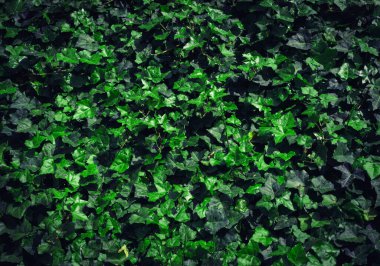 Dark Evening Ivy Doku Geçmişi, Crepeper Green Hedge in Night, Wall of Hedera Helix, Creeper Yeşillik Düzeni, Ivy Halı, Beautiful Natural Ivy Arkaplan