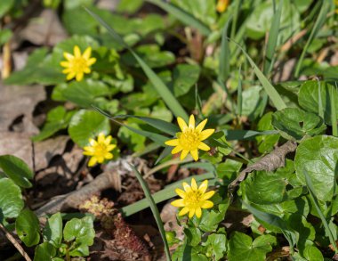 Bahar Ormanı Çiçekleri, Sarı Gagea Çiçekleri Top View, Doğal Bahar Sezonu Beytüllahim 'in Sarı Yıldızı, Minik Lily Çiçekleri