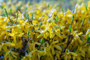 Forsythia Çiçekleri 'nin Macro Fotoğrafı, Mavi Gökyüzü Arkaplanındaki Sarı Çiçekli Doku, Çiçekli Forsythia, Seçici Odaklı Doodoo Dağı Bush