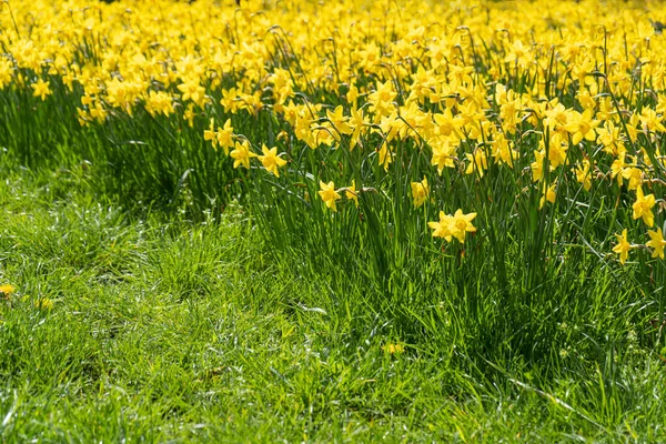 Daffodils Flores Fechar Narciso Amarelo Flores Início Primavera Com Foco — Fotografia de Stock