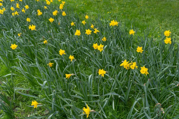 Wiele Żonkili Kwiaty Żółte Pole Narcyza Wczesne Kwiaty Wiosny City — Zdjęcie stockowe