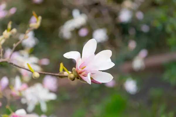 Floraison Magnolia Soulangiana Fleurs Rose Printemps Avec Une Mise Point — Photo