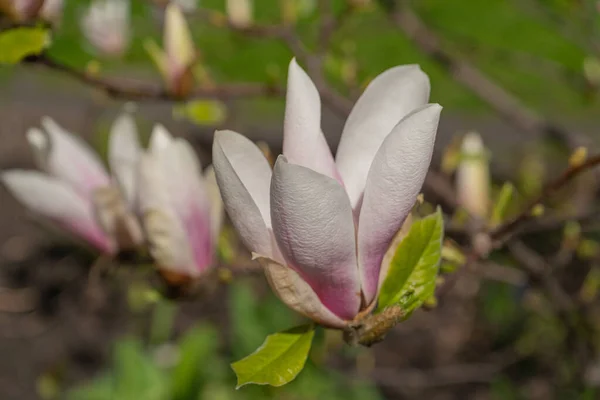 Çiçekli Magnolia Soulangiana Seçici Odaklı Bahar Pembe Çiçekleri Manolya Çiçeği — Stok fotoğraf