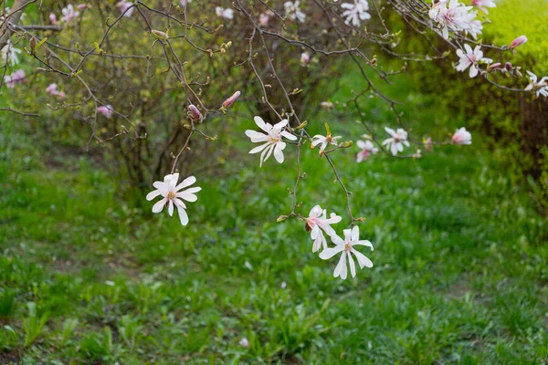 Floraison Magnolia Stellata Fleurs Blanches Printanières Kobus Avec Foyer Sélectif — Photo
