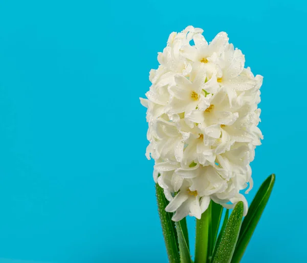 stock image Hyacinth Isolated on Blue Background, Spring Flower Closeup with Copy Space, Beautiful Hyacinthus Flowers, White Hyacinth Banner