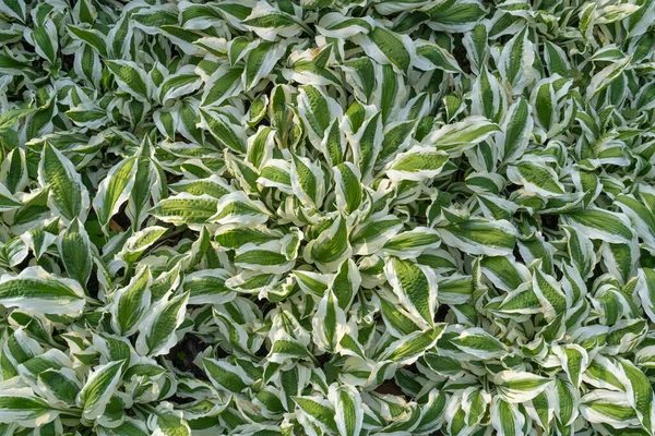 Hosta Bladeren Textuur Achtergrond Witte Groene Gastheren Blad Natuur Patroon — Stockfoto