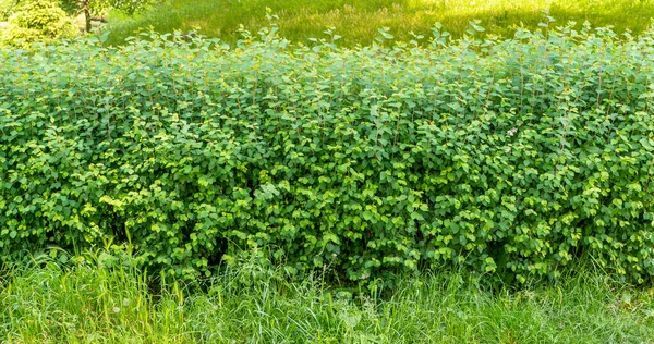 Πράσινο Hedge Υφή Φόντο Φύλλα Ταπετσαρία Foliage Pattern Πράσινο Τοίχος — Φωτογραφία Αρχείου