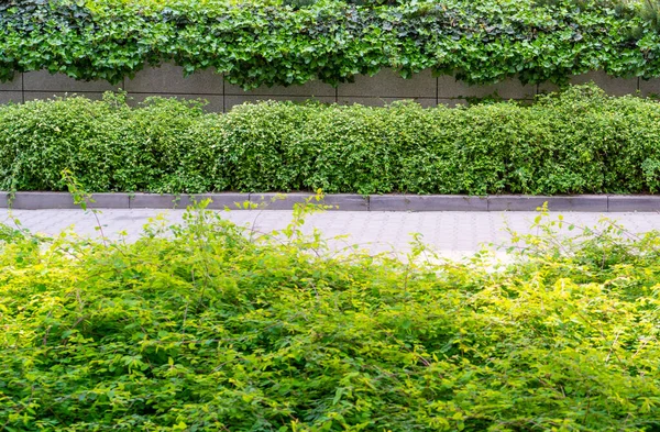 Groene Heg Textuur Achtergrond Bladeren Behang Gebladerte Patroon Groene Plant — Stockfoto