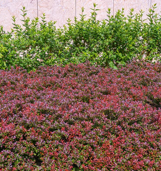 Red Green Hedge Textuur Achtergrond Bladeren Behang Gebladerte Patroon Green — Stockfoto