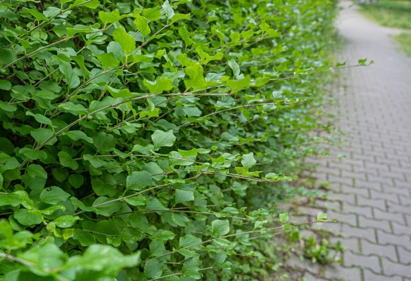 Zielony Żywopłot Tekstury Tła Pozostawia Tapety Liści Wzór Green Plant — Zdjęcie stockowe