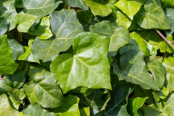 Yemyeşil sarmaşık desenli arka plan, Crepeper Green Hedge, Hedera Helix Duvarı, Sarmaşık Yeşillik deseni, Ivy Halı, Güzel Doğal Sarmaşık Arkaplan