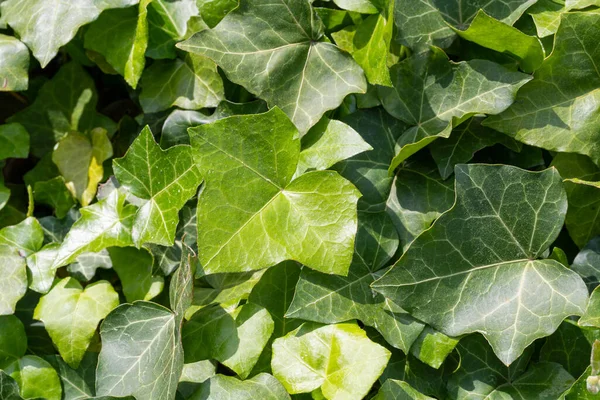 stock image Lush Green Ivy Texture Background, Crepeper Green Hedge, Wall of Hedera Helix, Creeper Foliage Pattern, Ivy Carpet, Beautiful Natural Ivy Background