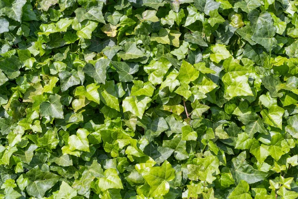 Bujny Zielony Bluszcz Tekstury Tła Crepeper Zielony Żywopłot Ściana Hedera — Zdjęcie stockowe