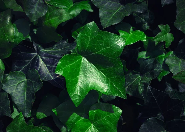 Dark Evening Ivy Texture Background Crepeper Green Hedge Night Wall — Stock Photo, Image