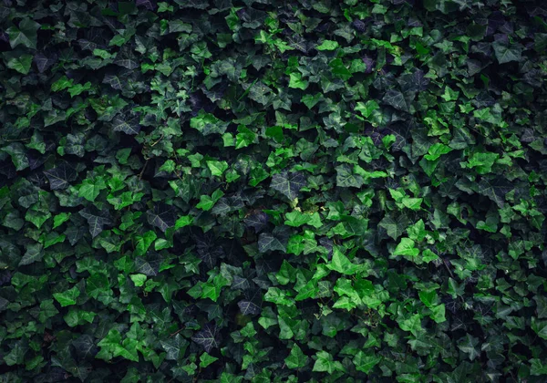 Ciemny Wieczorny Bluszcz Tekstury Tła Crepeper Zielony Żywopłot Nocy Ściana — Zdjęcie stockowe